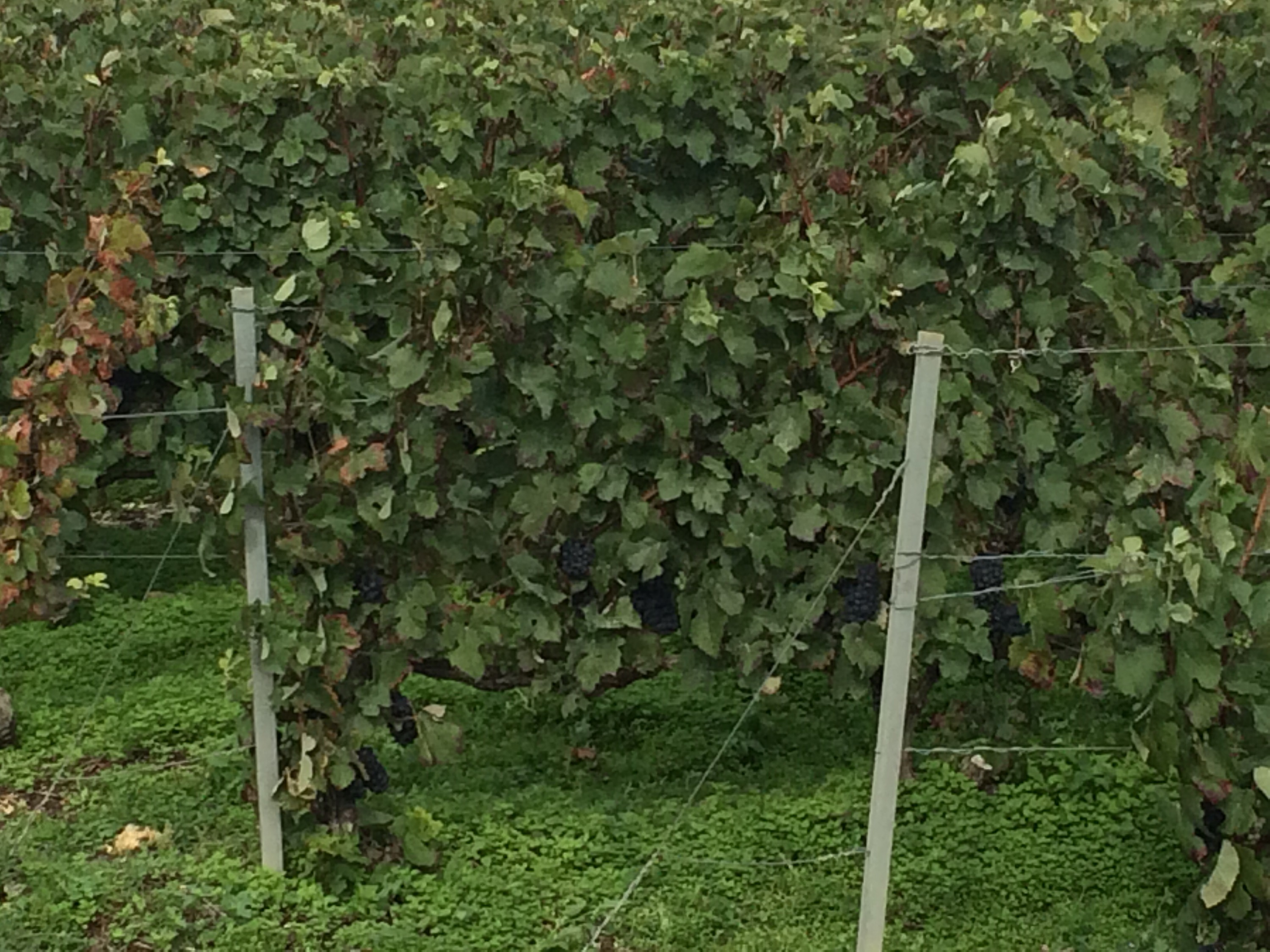 This image has an empty alt attribute; its file name is img_3013.jpg