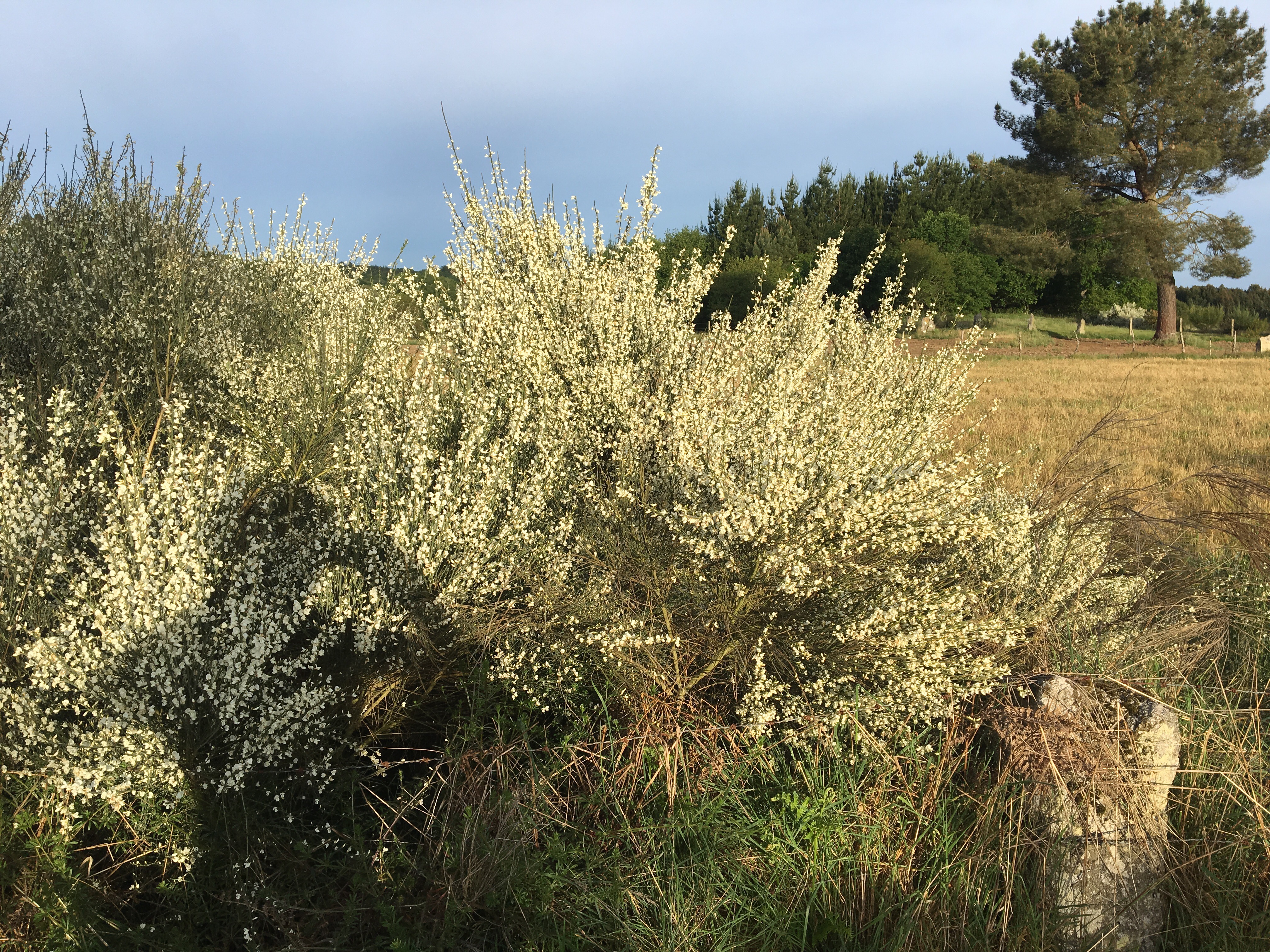 This image has an empty alt attribute; its file name is img_1223.jpg